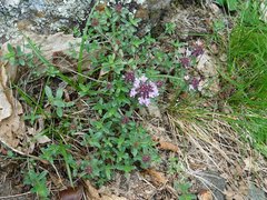 Thymus praecox