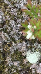 Bombus frigidus