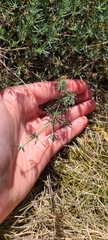 Galium glaucum