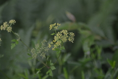 Thaspium chapmanii