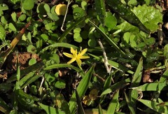 Curculigo orchioides