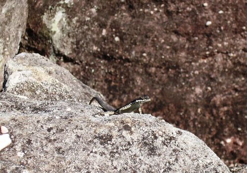 Tropidurus semitaeniatus