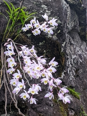 Dendrobium amoenum