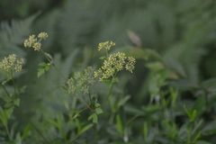 Thaspium chapmanii