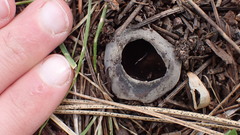 Dissingia leucomelaena