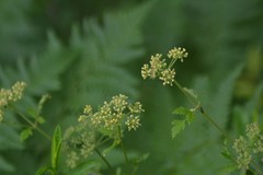 Thaspium chapmanii
