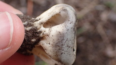 Dissingia leucomelaena