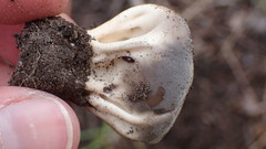 Dissingia leucomelaena