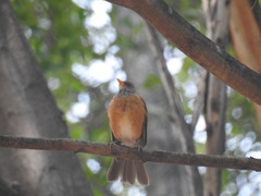 Turdus rufopalliatus