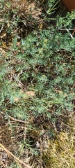 Galium glaucum