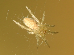 Larinia lineata