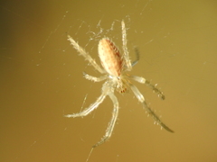 Larinia lineata