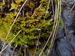 Homalothecium aureum