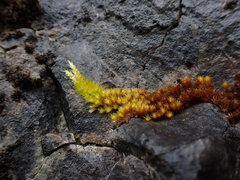 Homalothecium aureum