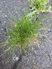 Juncus compressus