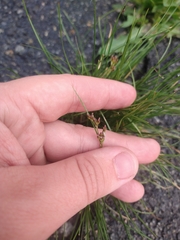 Juncus compressus