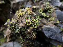 Solorina saccata