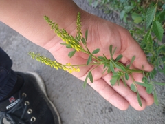 Melilotus officinalis