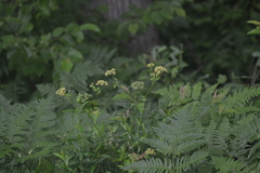 Thaspium chapmanii