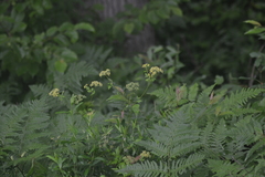 Thaspium chapmanii