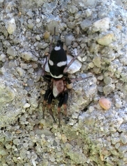 Poecilochroa albomaculata