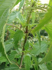Urtica sondenii