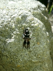 Poecilochroa albomaculata