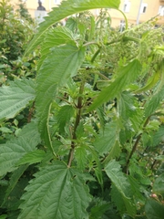 Urtica sondenii