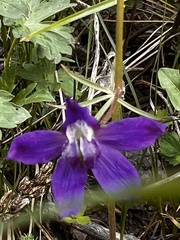 Delphinium nuttallii