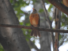 Turdus rufopalliatus
