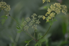 Thaspium chapmanii