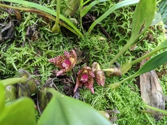 Bulbophyllum leopardinum