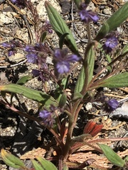 Phacelia humilis
