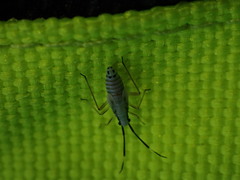 Cyllecoris histrionius