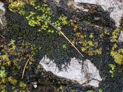 Jungermannia atrovirens