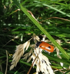 Clytra quadripunctata