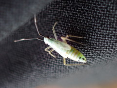 Cyllecoris histrionius