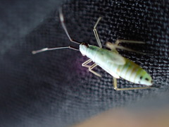 Cyllecoris histrionius