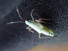 Cyllecoris histrionius