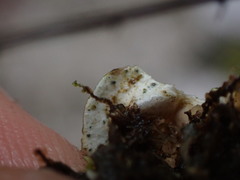 Solorina saccata