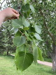 Populus