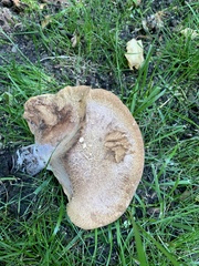 Polyporus radicatus
