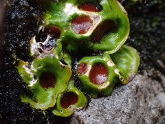 Solorina saccata