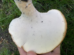 Polyporus radicatus