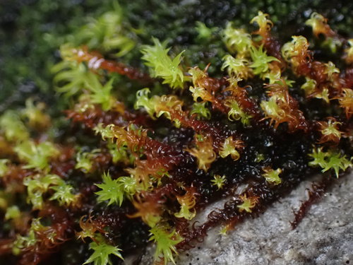 Image of Geheebia ferruginea by no rights reserved