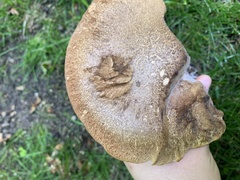 Polyporus radicatus