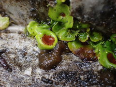 Solorina saccata