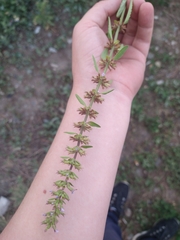 Dracocephalum thymiflorum