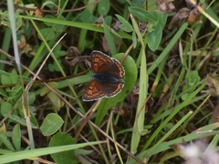 Lycaena hippothoe