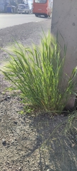 Hordeum jubatum